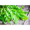 Arugula Salad Rocket Rucola 1000+ Seeds for Planting