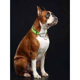 Martingale Dog Collar for Medium Dogs, Reflective Nylon Dog Collar Adjustable Stainless Steel Chain Collar Male No Pull Pet Training Collar for Medium Large Dogs Red, M