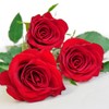 20 Napkins Roses, Flowers, Garden Party, Red, Wedding, Crafts, Table