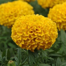 African Marigold Flower Garden Seeds - Taishan Series F1 - Gold - 100 Seeds - Annual Flower Gardening Seeds - Tagetes erecta