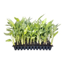 Yellow Bird of Paradise | 3 Live Plants | Mandela's Gold | Strelitzia Reginae | Beautiful Rare Foliage Specimen