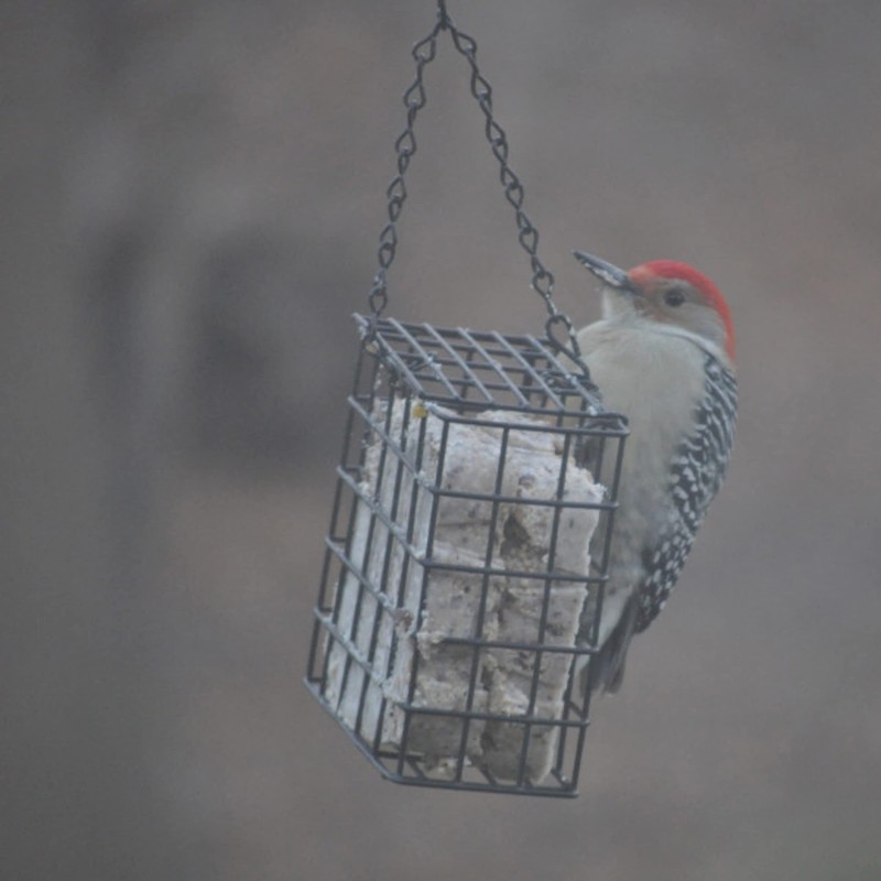 C&S Double Suet Basket 6.4 Ounces