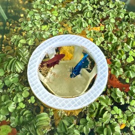 HOZOE Aquarium Betta Hammock, Betta Hideout & Cave, Floating Feeding Ring for Fish and Shrimp, Aquarium Floating Decoration Accessory (Translucent Color)