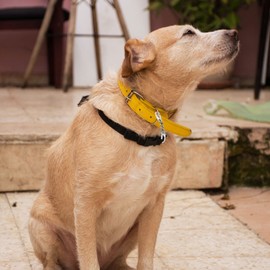 JIPIMON Metal Dog Collar Safety Clip, 2 Pack Stainless Steel Dog Collar Backup Clip for Prong Collar, Dog Harness, Pinch Collar, Gentle Lead with Carabiner