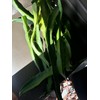 ORGANICO Physical, Graffiti DRAGON FRUIT CUTTINGS 8+ Inches