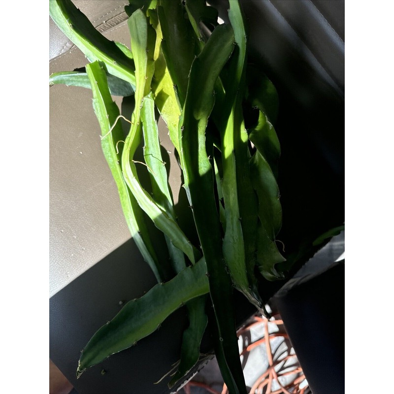 ORGANICO Physical, Graffiti DRAGON FRUIT CUTTINGS 8+ Inches