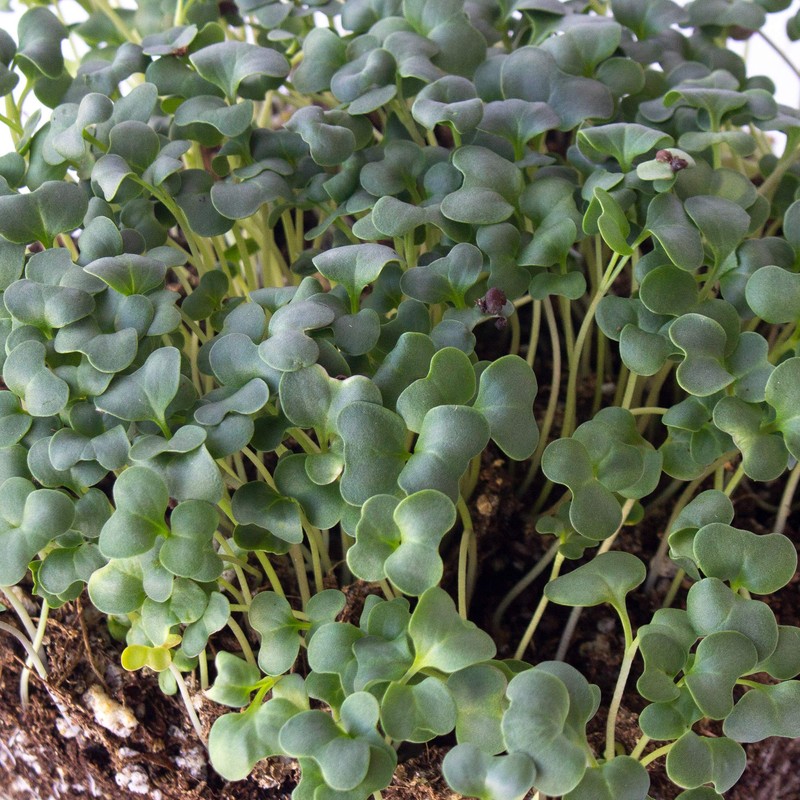 Ramoso Santana Sprouting Broccoli Seeds - 3 g Packet ~900