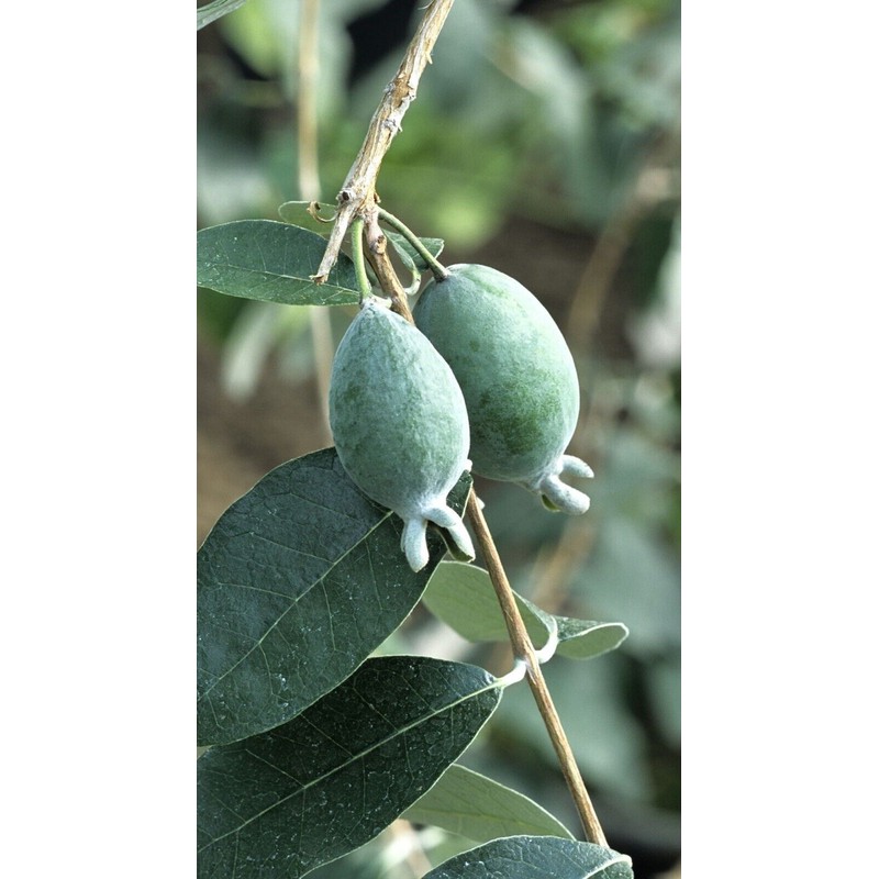 guava 4 Fresh Pineapple Guava Tree Cuttings for Planting .