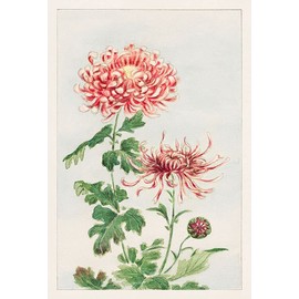 Kiku or chrysanthemum by Megata Morikaga -
