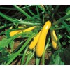 25 Golden Zucchini Summer Squash Seeds for Planting. Non GMO