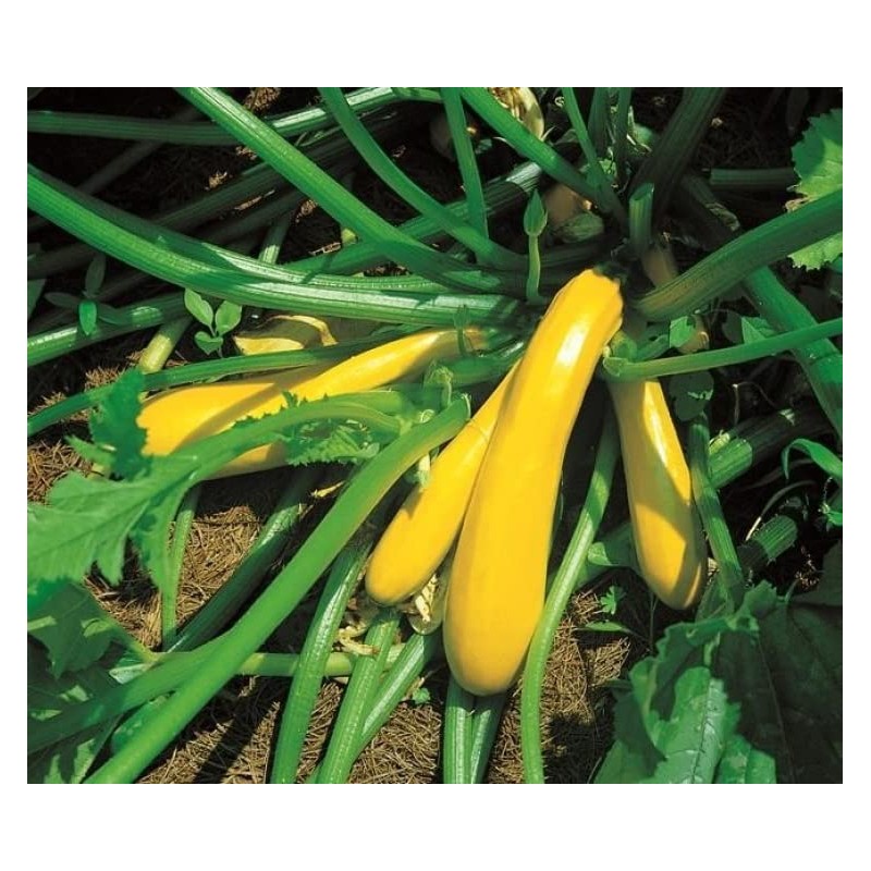 25 Golden Zucchini Summer Squash Seeds for Planting. Non GMO