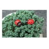 E-outstanding 100-Pack Wooden Ladybug Stickers 3D Micro Red Ladybird Flatback