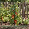 Yeomant 6 Pack Stackable Monstera Plant Support Stakes, Plant Stakes