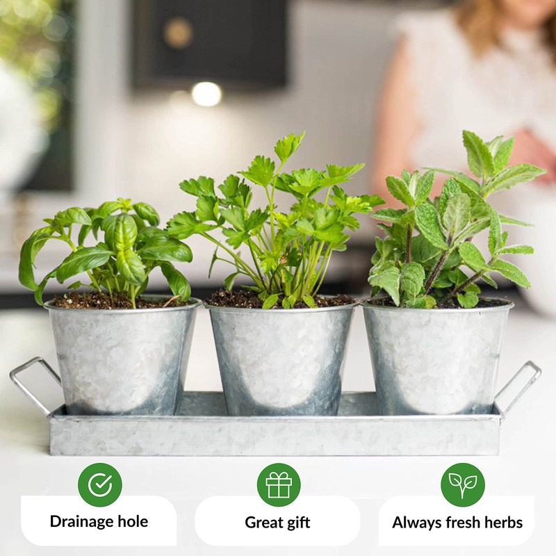 Herb Planter Indoor | Grow Fresh Herbs At Home |