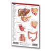 Digestive System Guide - 4" x 6" Laminated Pocket Chart