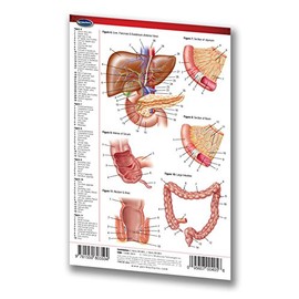 Digestive System Guide - 4" x 6" Laminated Pocket Chart - Medical Quick Reference Guide by Permacharts