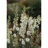Delphinium Larkspur Qis Series White Annual Seeds