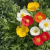 NIKA SEEDS - Flowers Oriental Poppy Mix Annual - 1000