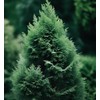Thuja occidentalis (American Arborvitae, Eastern Arborvitae, White Cedar, Arborvitae) Tree