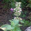 Zitronen-Katzenminze/Weisse Melisse (Nepeta cataria ssp. citriodora) Bio - ca. 100