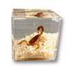 Real Insect in Resin Specimen,Scorpions specimens,Interesting Desert Scorpions Micro-Landscape,Insect Taxidermy