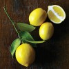 Tree Meyer Lemon Tree - 26-30" Tall - Live Fruit