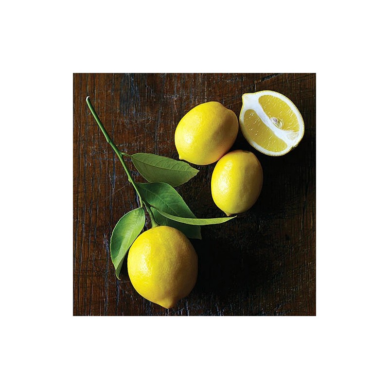 Tree Meyer Lemon Tree - 26-30" Tall - Live Fruit