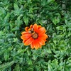 Vivid Arts - Hanging Orange African Daisy/Bee - HGF-024