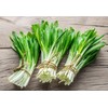 NIKA SEEDS - Seeds Herb Ramsons (Wild Garlic) - 50