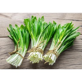 NIKA SEEDS - Seeds Herb Ramsons (Wild Garlic) - 50 Seeds