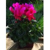 Cyclamen 15 Cyclamen Seeds Sierra Synchro Deep Rose