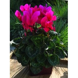 Cyclamen 15 Cyclamen Seeds Sierra Synchro Deep Rose