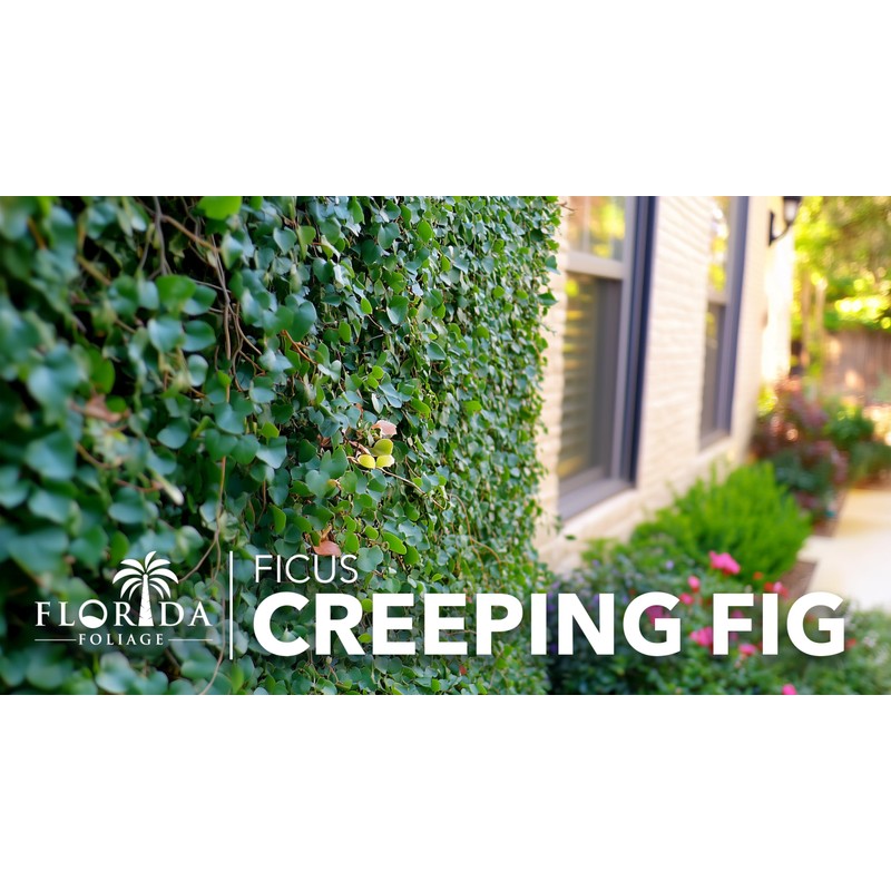 Creeping Fig Vine | 30 Live Plants | Ficus Pumila