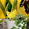 LFSYS 64 Pcs Yellow Sticky Traps for Indoor Plant Pest
