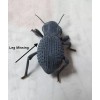 Unbranded Flawed Blue Death Feigning Beatlee (Group of 20!) WHOLESALE