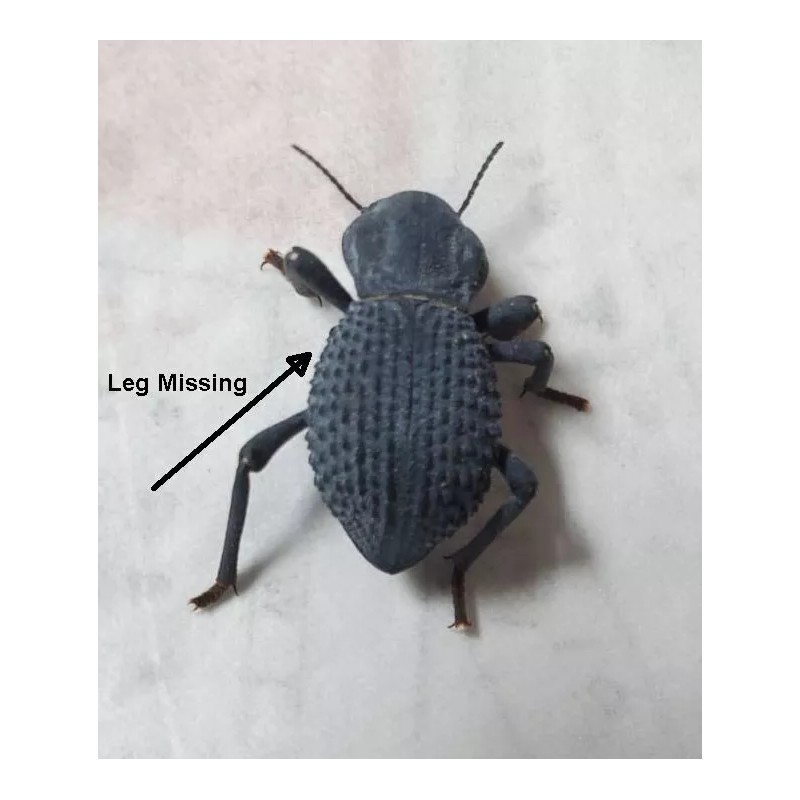Unbranded Flawed Blue Death Feigning Beatlee (Group of 20!) WHOLESALE