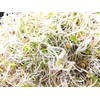 Broccoli Sprouting Seeds One Pound Non-GMO for Sprouts and Microgreens