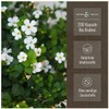 Brahmi Organic Capsules - 200 Brahmi Capsules - 1000 mg