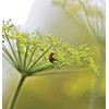 Little Seed Store 301+MAMMOTH Long Island DILL Seeds Native Culinary