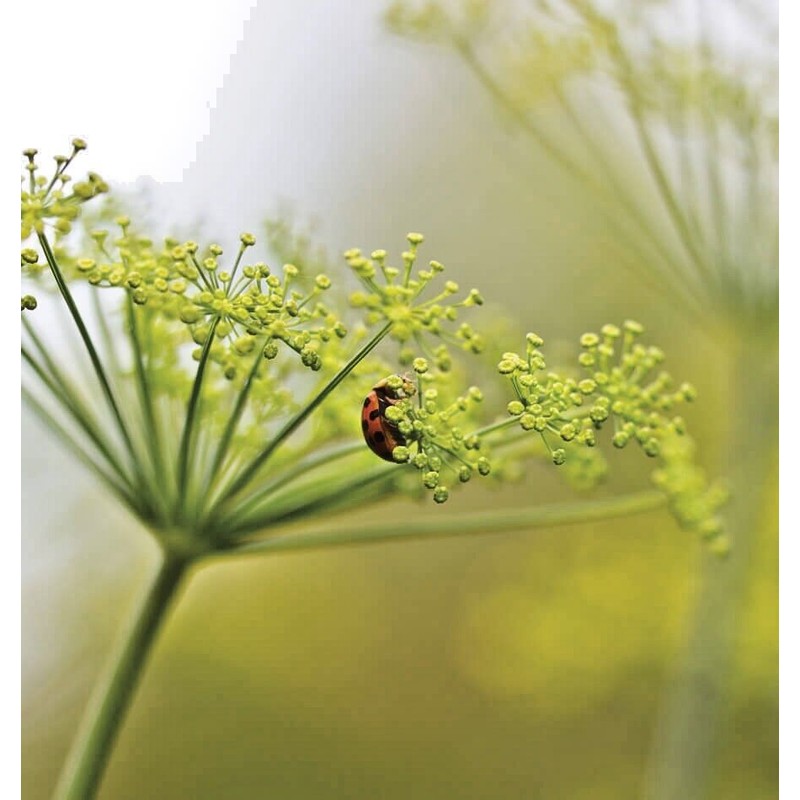 Little Seed Store 301+MAMMOTH Long Island DILL Seeds Native Culinary