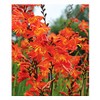 3 Prince of Orange Crocosmia Blubs - Grows 30-48" Tall.