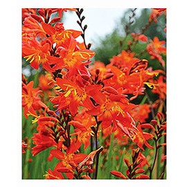 3 Prince of Orange Crocosmia Blubs - Grows 30-48" Tall.