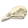 Turkey Vulture Skull (Teaching Quality Replica)