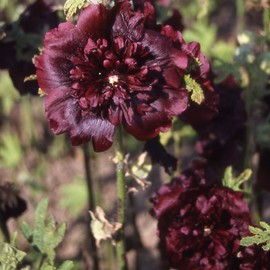Outsidepride 100 Seeds Perennial Alcea Rosea Chaters Double Maroon Hollyhock Flower Seeds for Planting