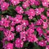 Vinca Seeds 25 Seeds Vinca Cora Pink Annual Seeds