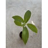 Avocado Tree Live Plant 15” Ready To Plant