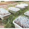 IPPINKA Sustee Aquameter, White, Small, Set of 4 - Soil