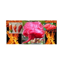 COMBO PACK Ghost pepper Carolina Reaper Trinidad Moruga Scorpion Hot chili seeds