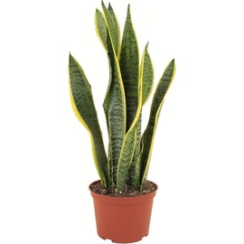 Shop Succulents Snake Plant, Live Indoor and Outdoor Sansevieria Laurentii Plant, Easy Care Tropical Houseplant in Nursery Pot, Air Purifying Plant in Soil, Housewarming, Home Décor, 1-2 Feet Tall