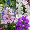 300 Biennial Campanula Canterbury Bells Flower Seeds for Planting